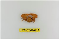 藏品(日本岩瓷蟹)的圖片